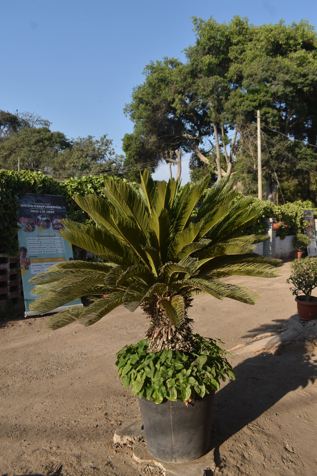 Cyca revoluta: Ejemplar Escultural