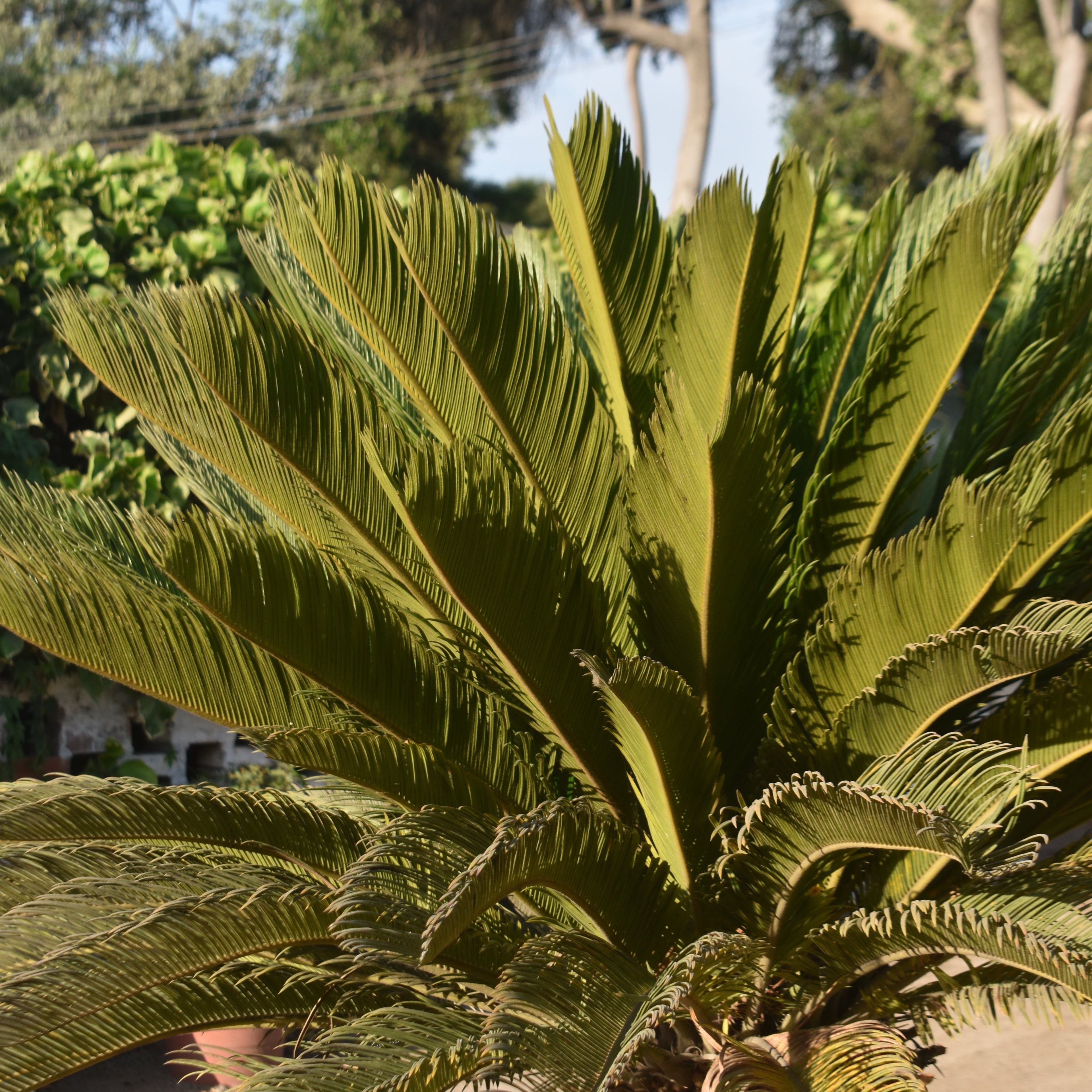 Cyca revoluta: Ejemplar Escultural