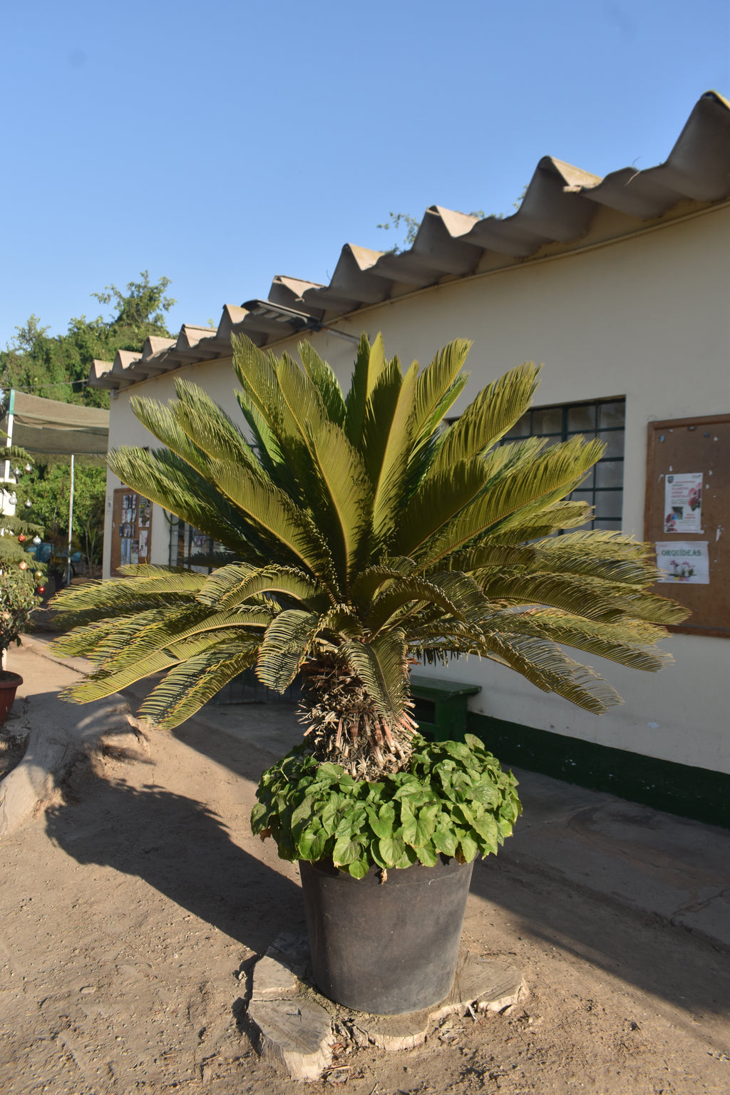 Cyca revoluta: Ejemplar Escultural