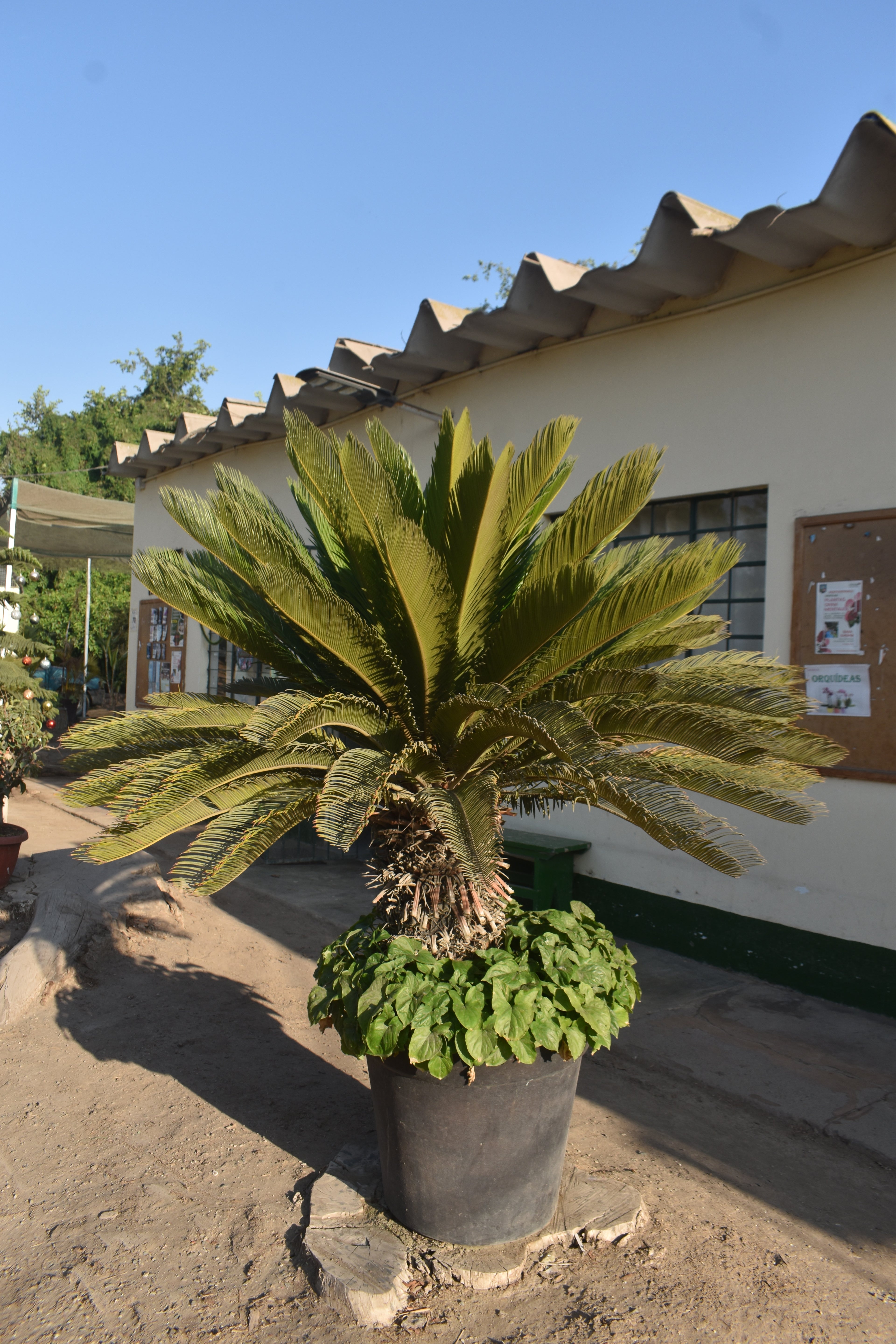 Cyca revoluta: Ejemplar Escultural