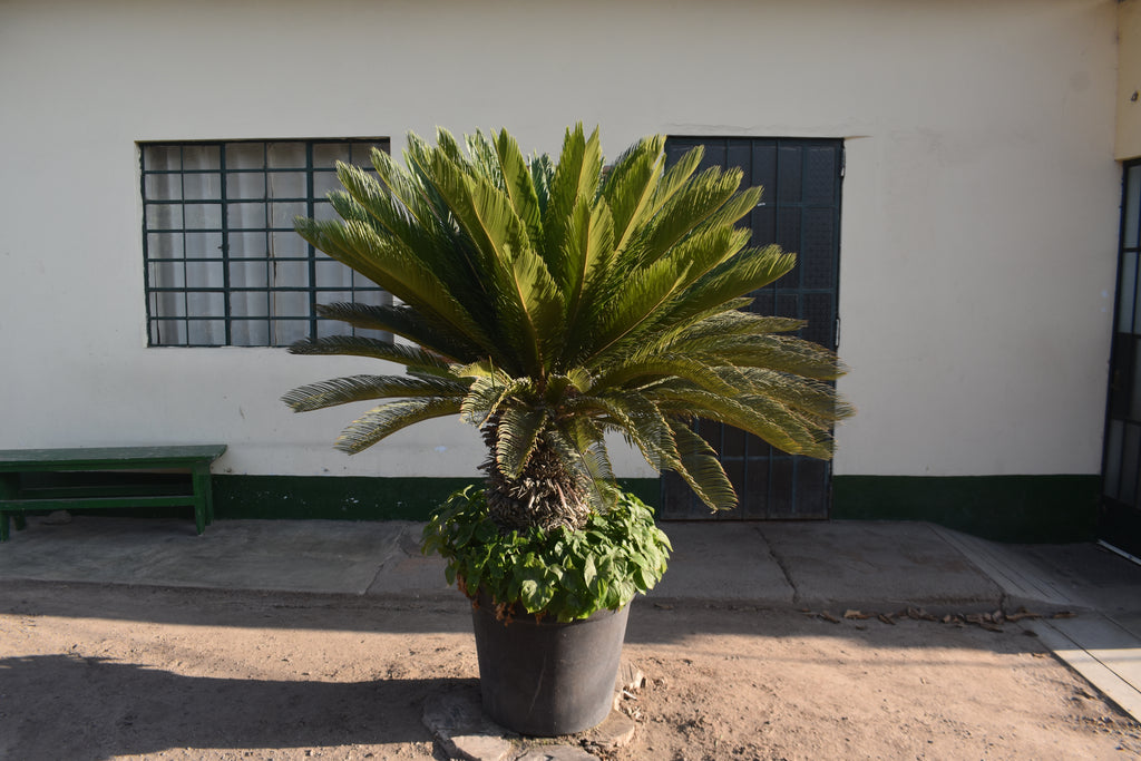 Cyca revoluta: Ejemplar Escultural