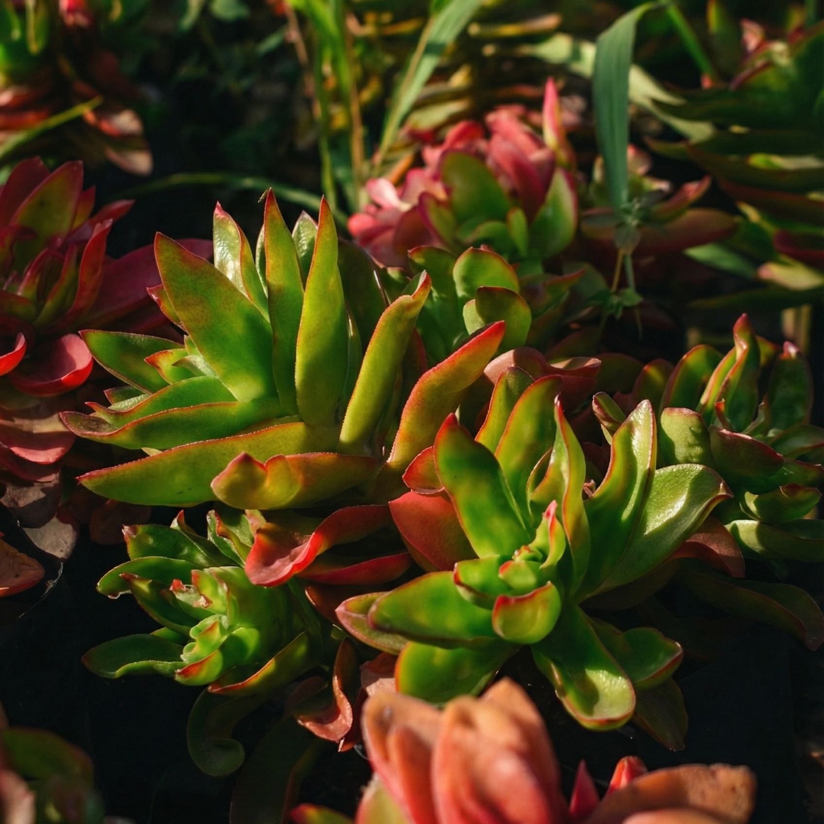 Crassula Campfire: Pura elegancia roja en maceta minimalista