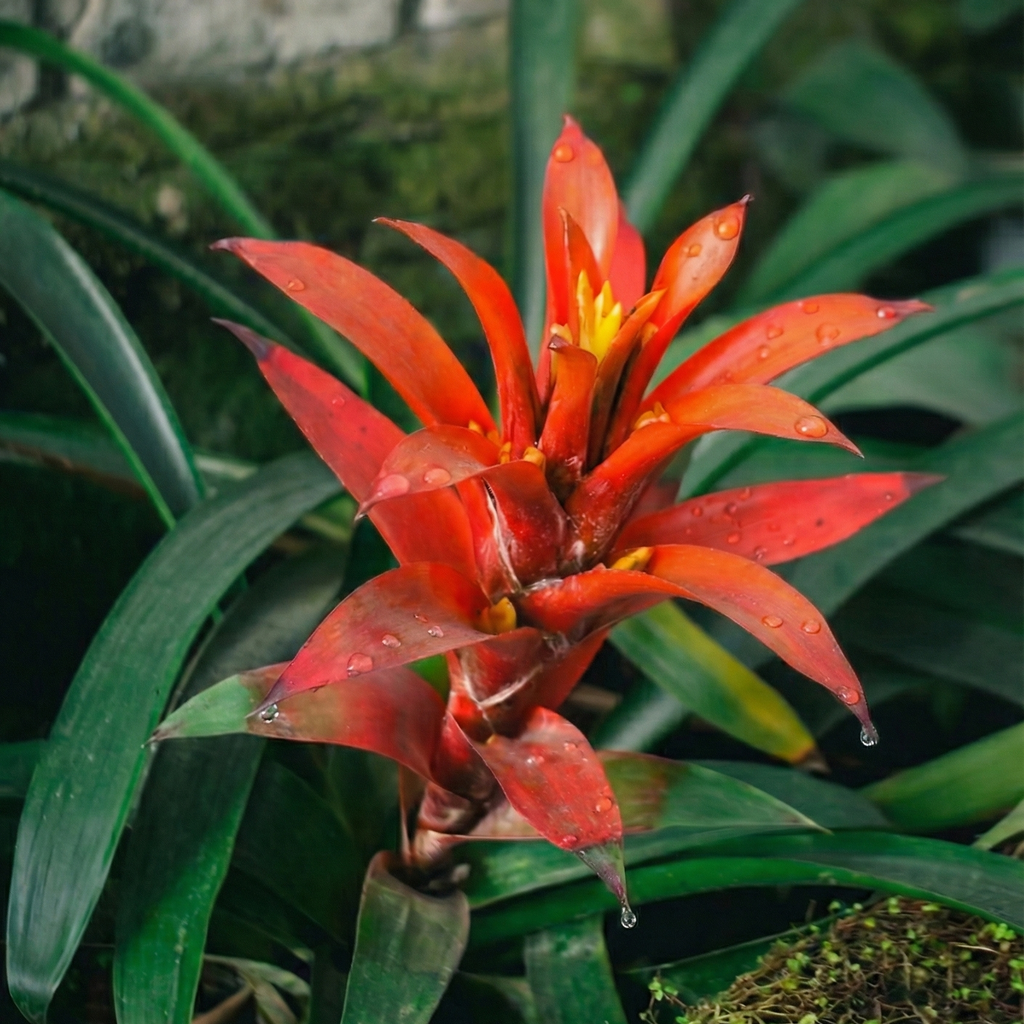 Bromelia : Tu Escape Tropical