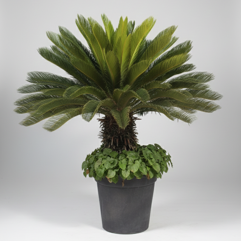 Cyca revoluta: Ejemplar Escultural