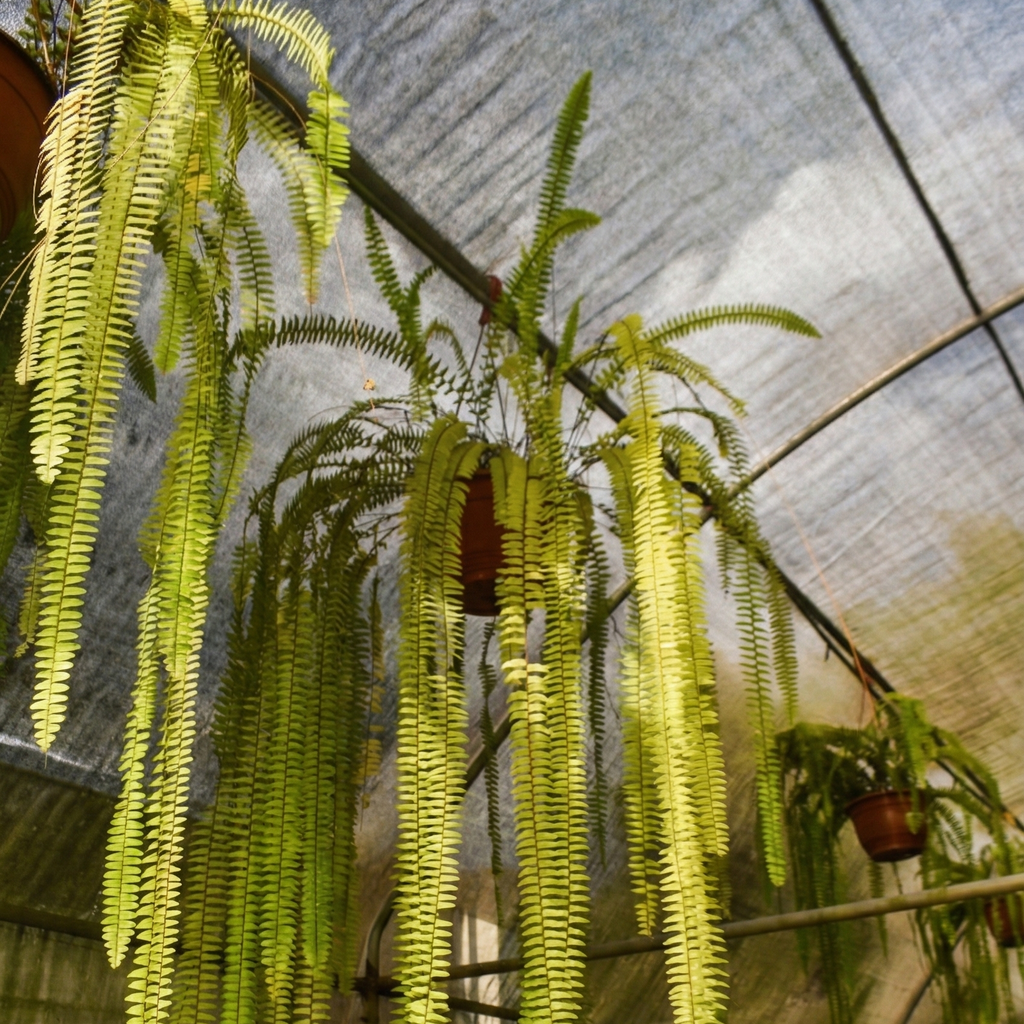 Helecho (Nephrolepis exaltata)