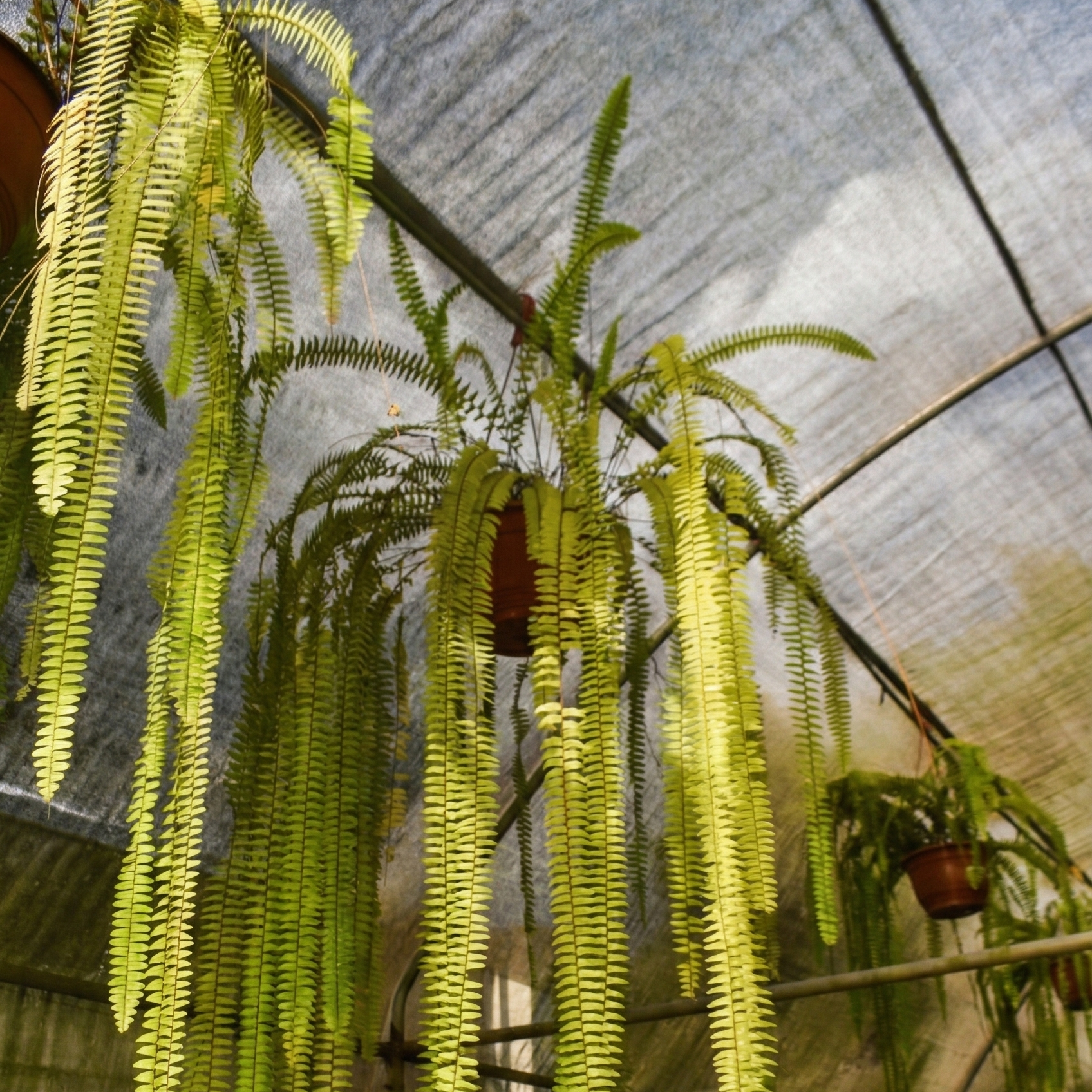 Helecho (Nephrolepis exaltata)