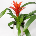 Bromelia : Tu Escape Tropical