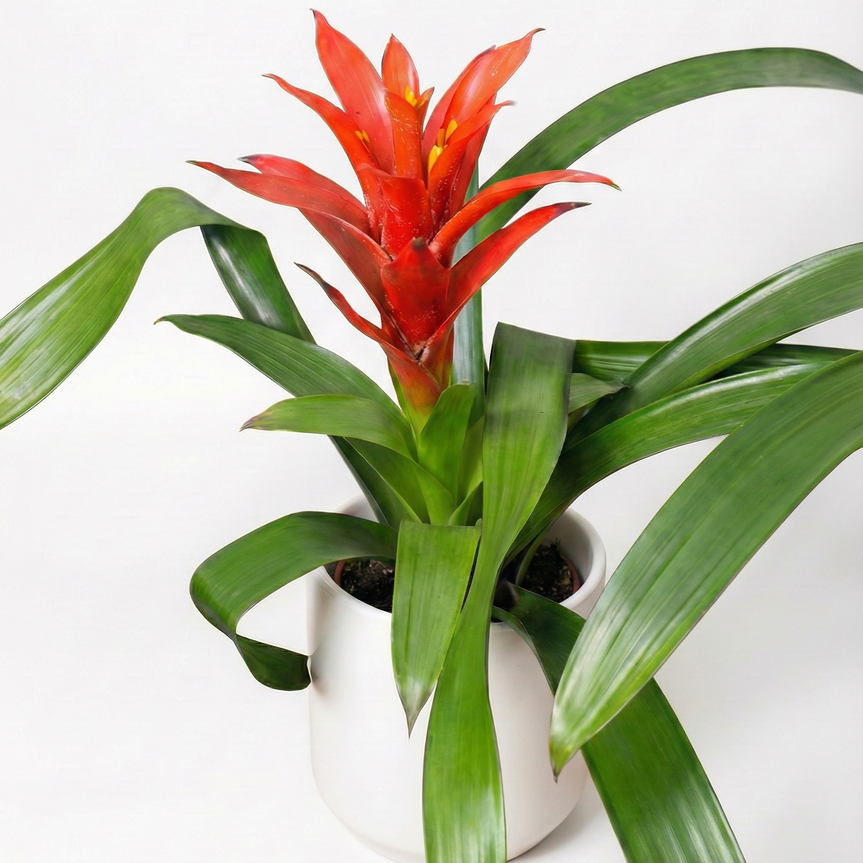 Bromelia : Tu Escape Tropical