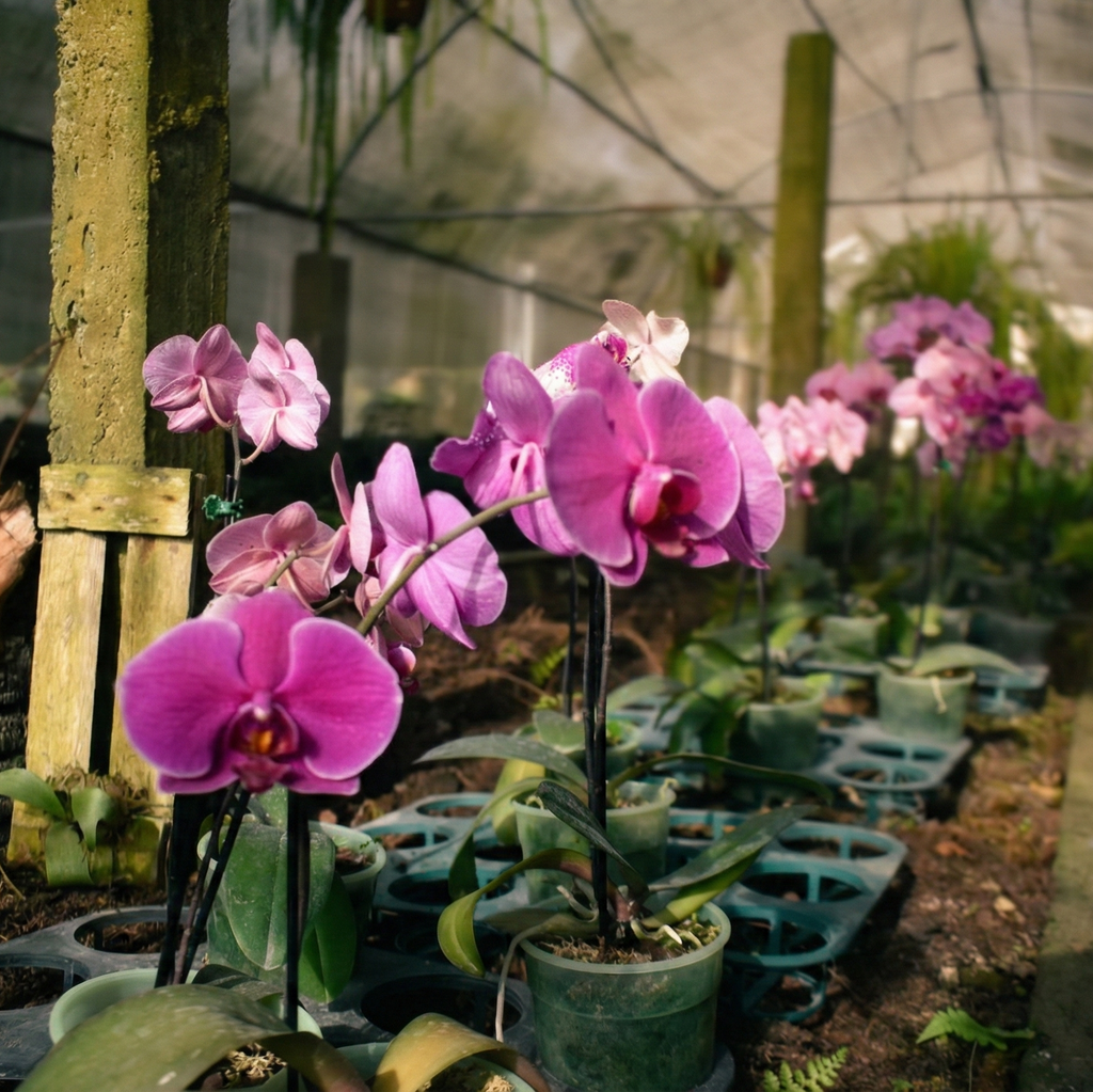 Phalaenopsis Exótica: Elegancia en Rosa Profundo