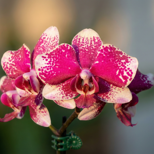 Phalaenopsis Exótica: Elegancia en Rosa Profundo