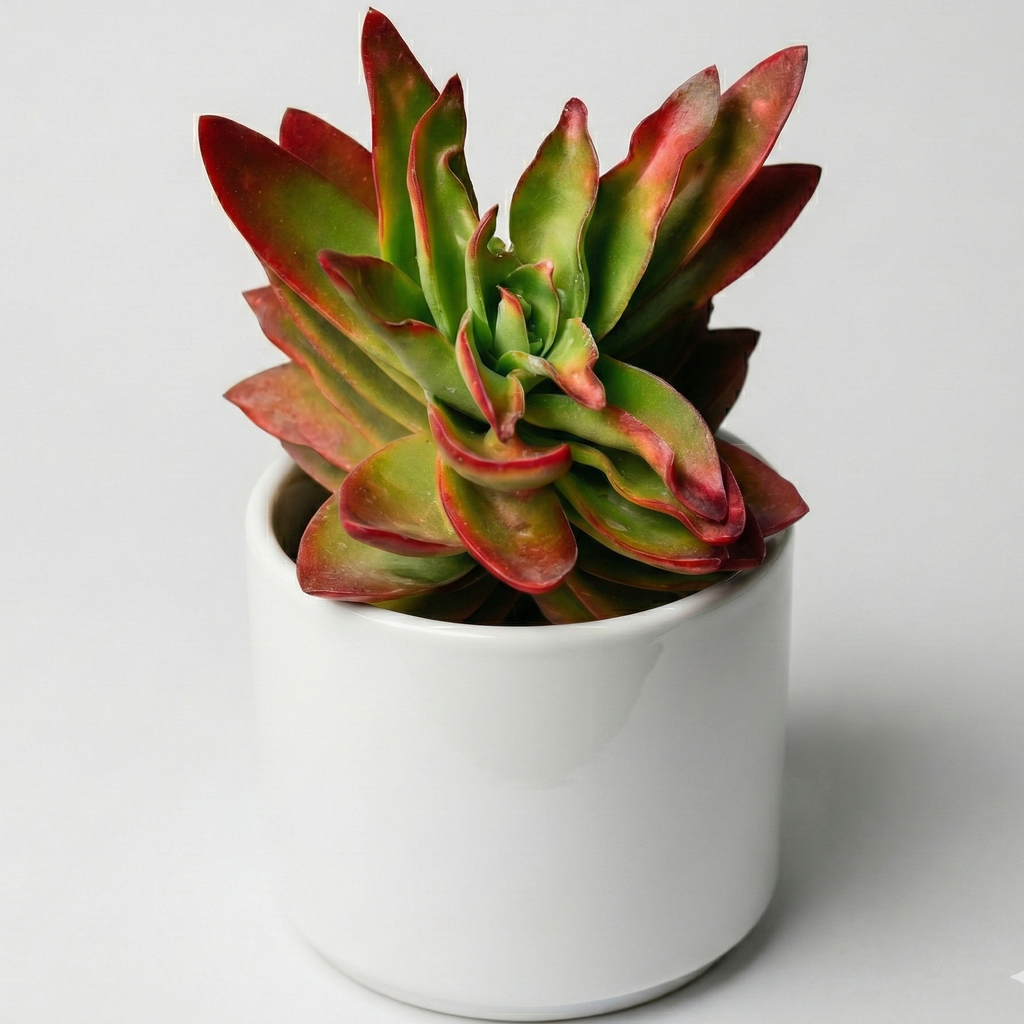 Crassula Campfire: Pura elegancia roja en maceta minimalista