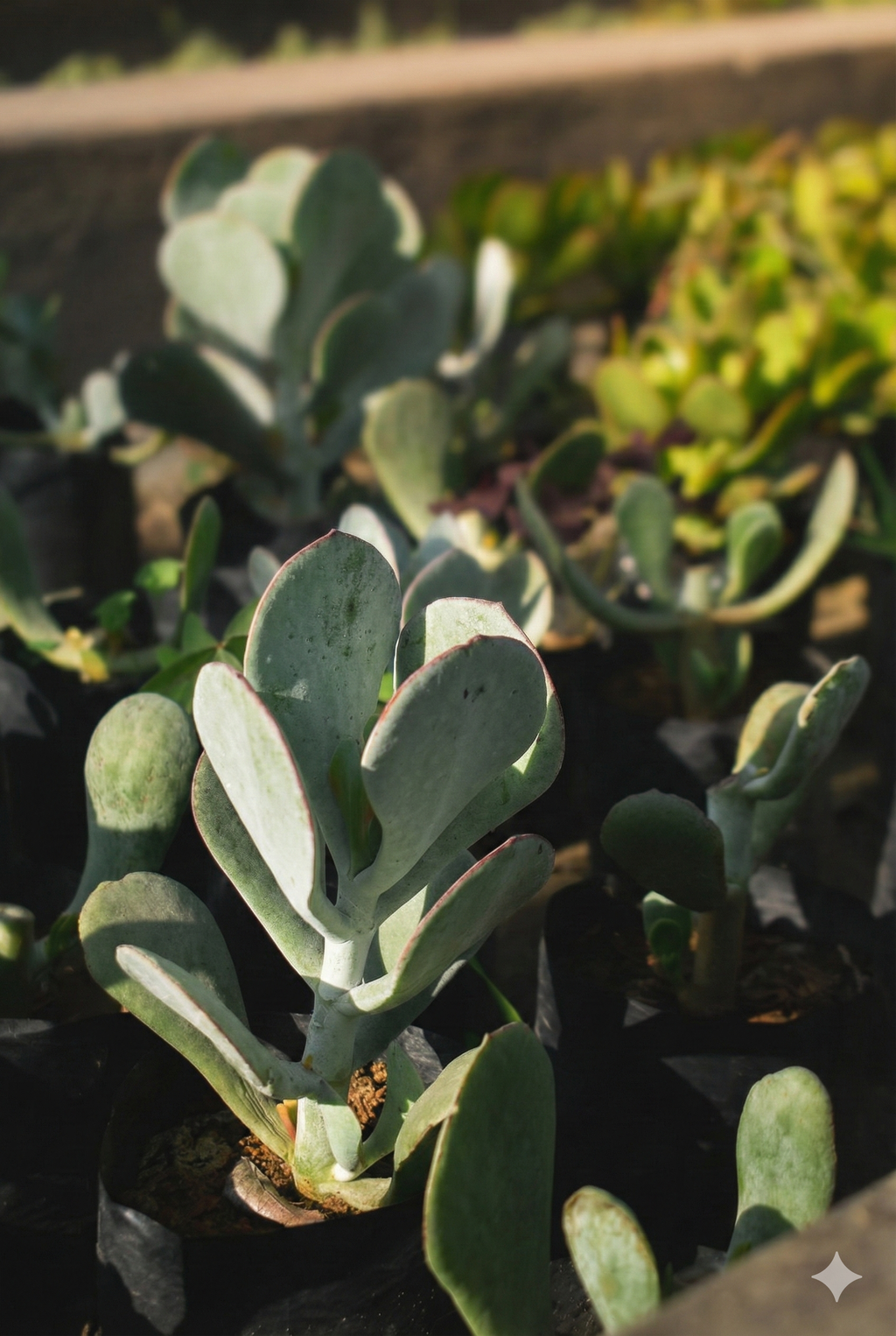 Kalanchoe "Paddle Plant" – Diseño Minimalista & Riego Mínimo