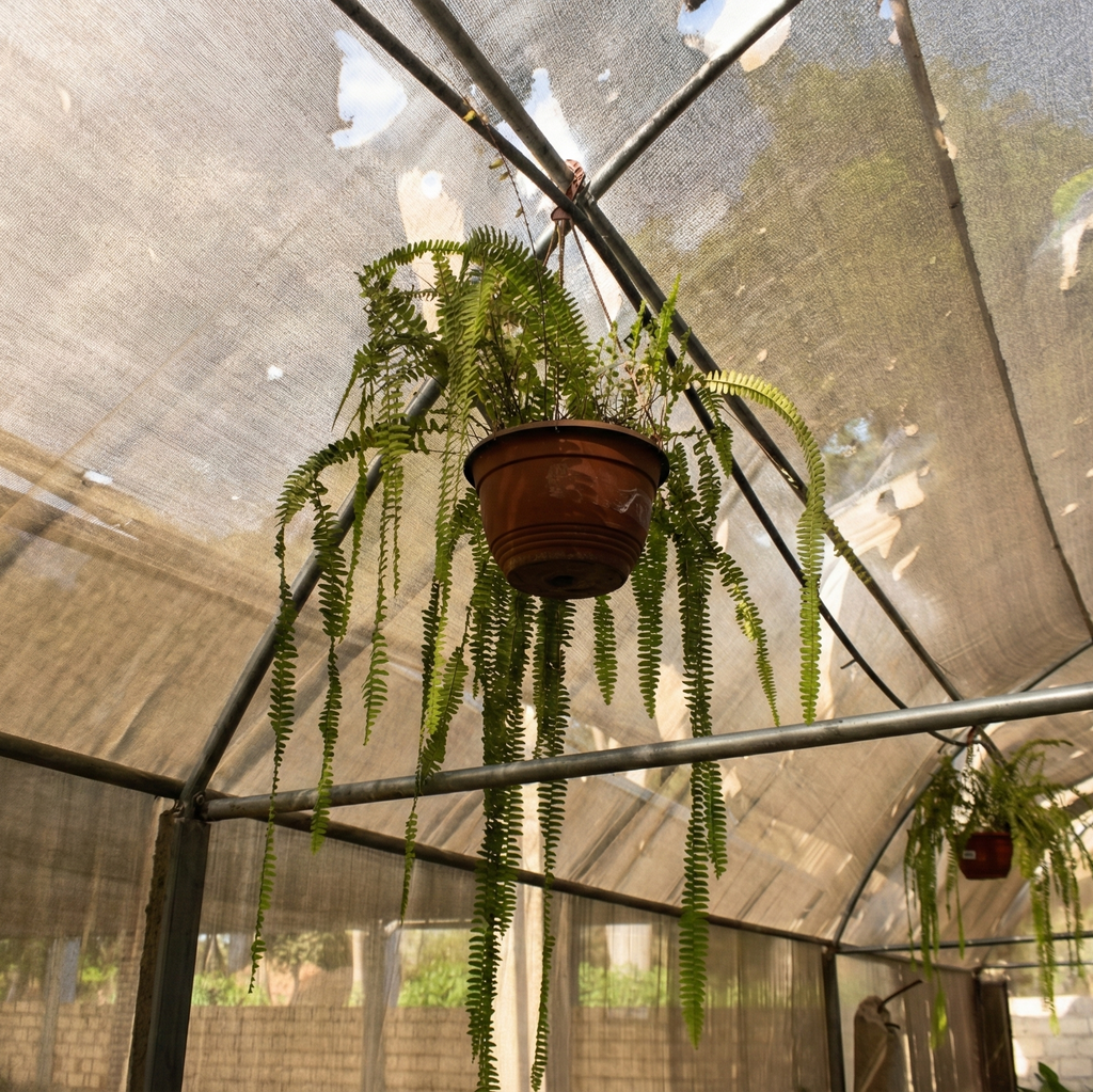 Helecho (Nephrolepis exaltata)