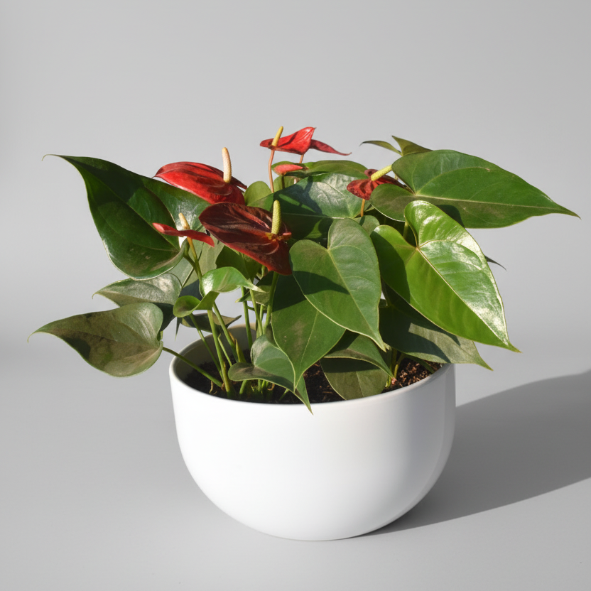 Anturio Real: Elegancia Exótica en Rojo