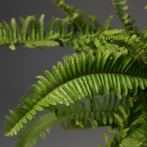 Helecho (Nephrolepis exaltata)