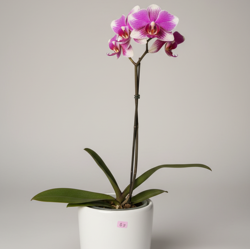 Phalaenopsis Exótica: Elegancia en Rosa Profundo