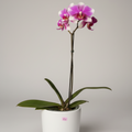 Phalaenopsis Exótica: Elegancia en Rosa Profundo